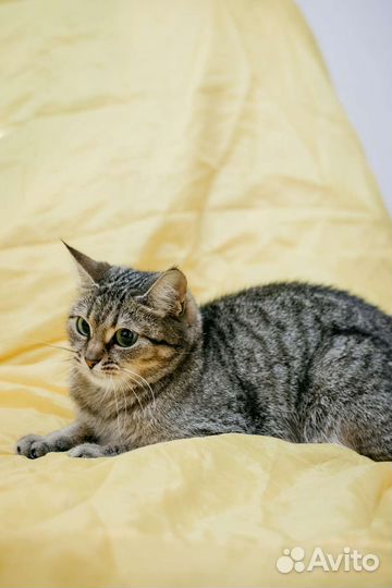 Зеленоглазая кошечка