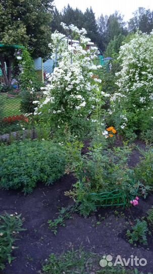 Саженцы клематиса