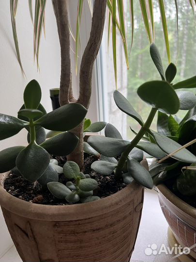 Денежное дерево Крассула