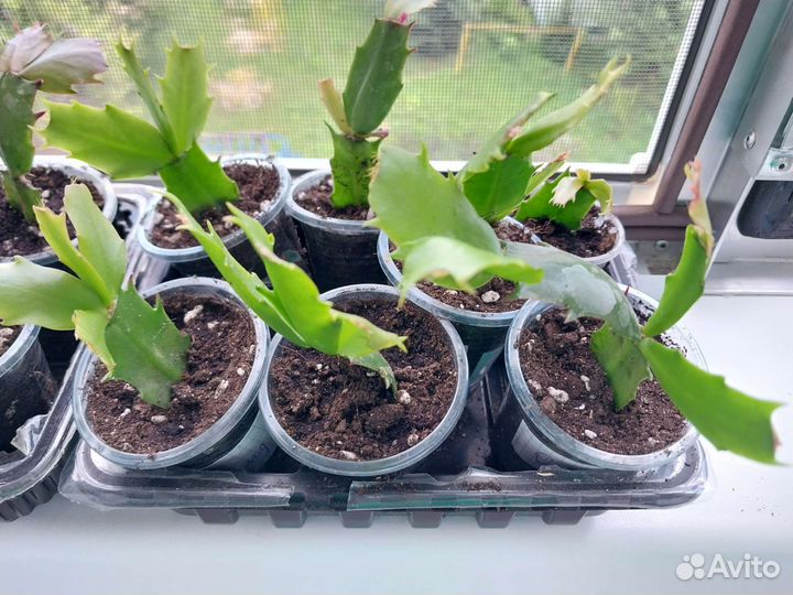 Декабрист шлюмбергера красный и оранжевый