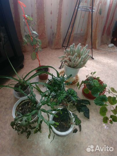 Комнатные цветы