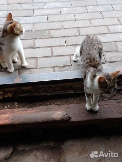 Котята-подростки ищут дом
