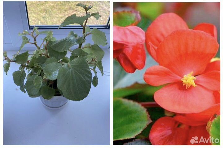 Комнатные растения