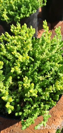 Очиток едкий почвопокровник