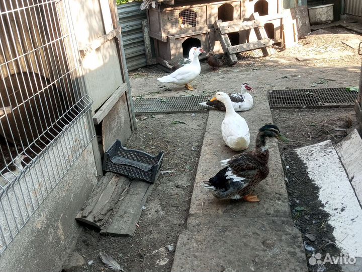 Мускусные утки- селезни