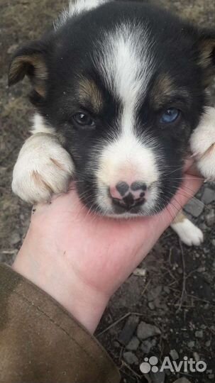 Девочка ищет дом и заботливого хозяина)