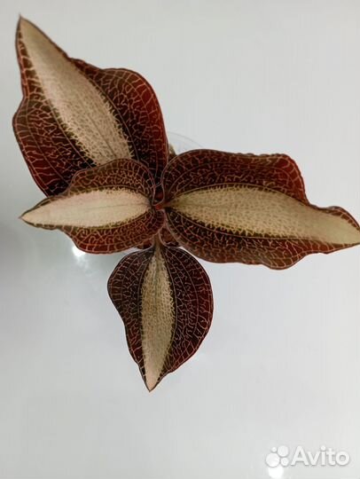 Драгоценная орхидея