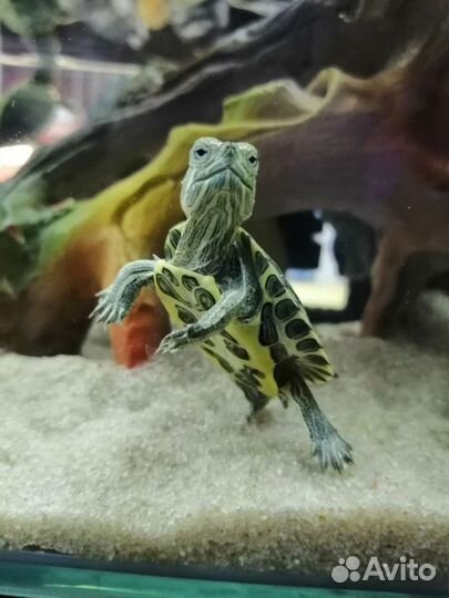 Красноухая черепаха маленькая