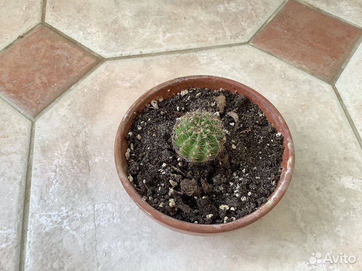 Домашние цветы