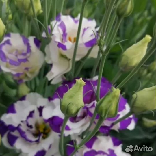 Эустома - рассада