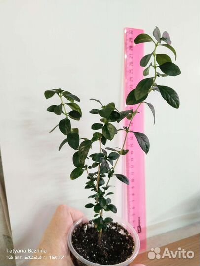 Серисса, нефролепис