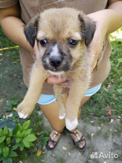 Маленькая собака в добрые руки бесплатно