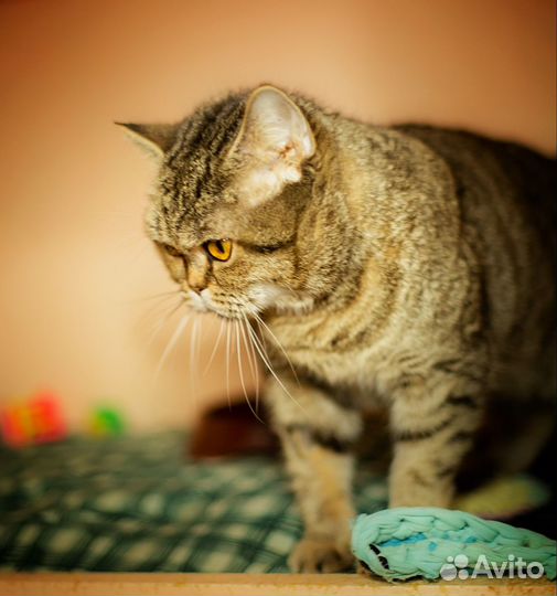 Нюта ищет семью