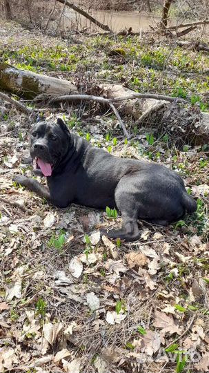 Кане Корсо вязка, или щенком