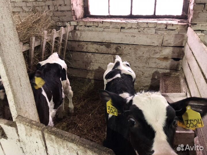 Бычки на откорм