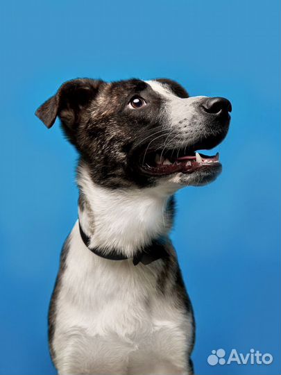 Красавчик щенок в добрые руки