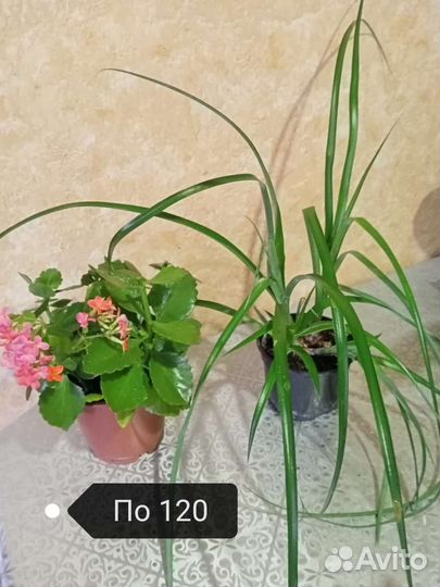 Комнатные цветы