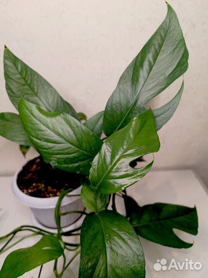 Декоративно-лиственные комнатные растения