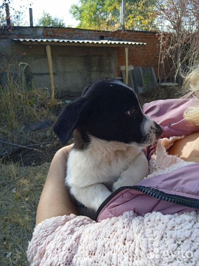 Щенок в добрые руки