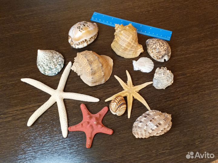 Морские ракушки и звезды