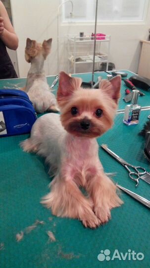 Стрижка собак