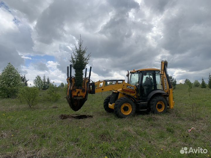 Саженцы деревьев крупномеры