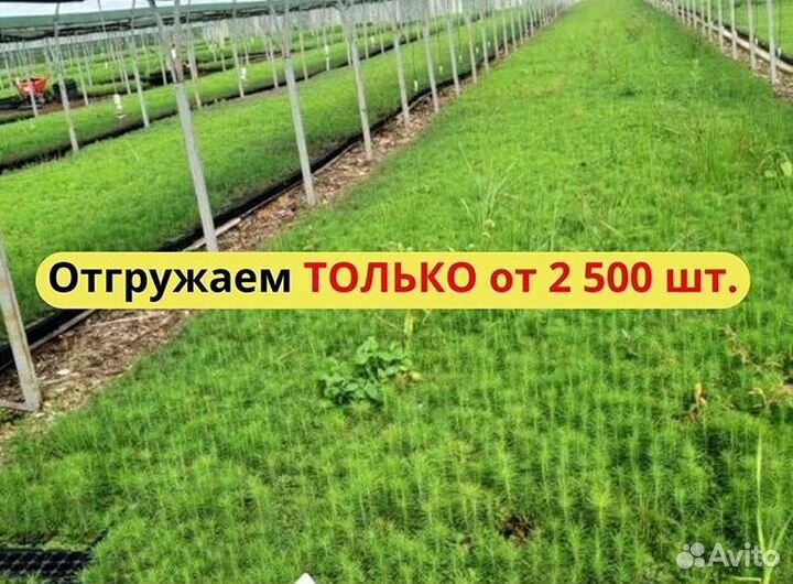 Саженцы сосны и ели окс оптом