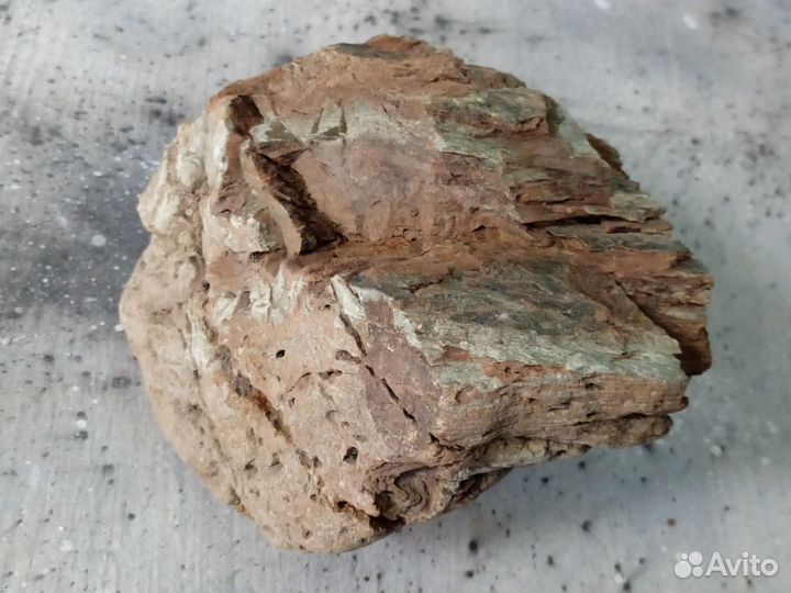 Окаменелое дерево