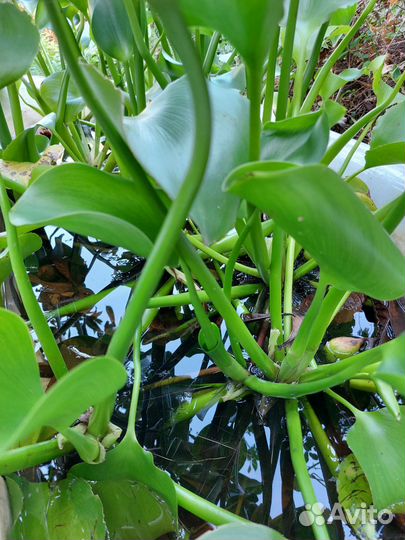 Водный гиацинт