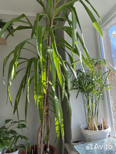 Юкка большая