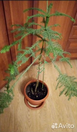 Араукария чилийская торг