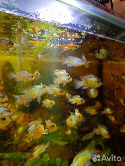 Рыба голубая Акара