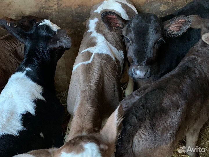 Бычки телята