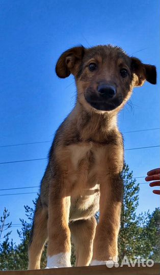 Собаки бесплатно в добрые руки