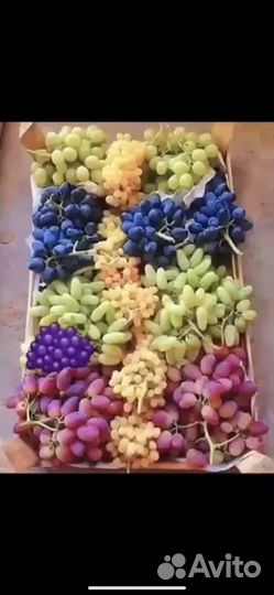 Виноград 2 года в горшках 500