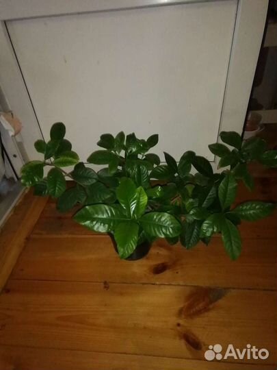 Гардения, мурайя