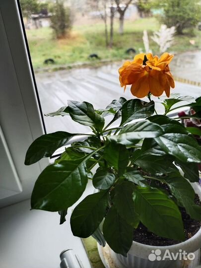 Все-гибискус махровый,розебудная герань,кроссандра