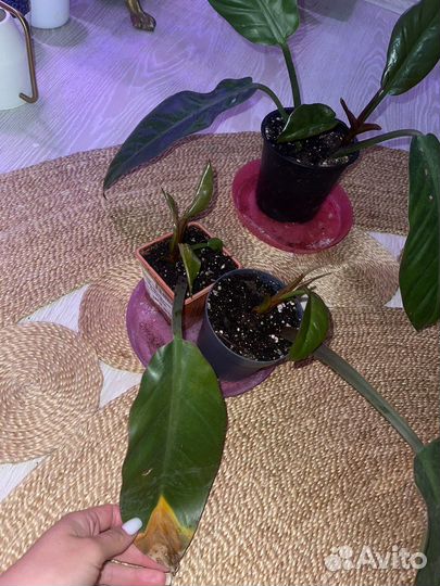 Филодендрон империал ред