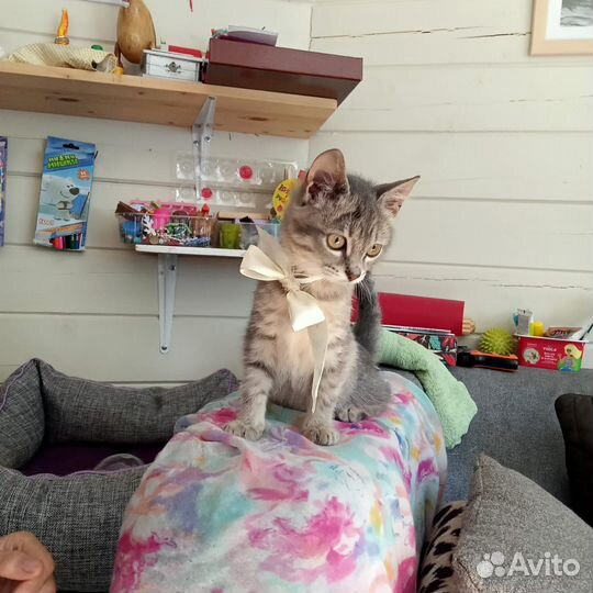 Котенок серенький девочка, 3 месяца