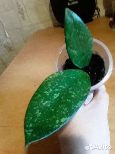 Хойи (укорененные и на срез). Часть 1