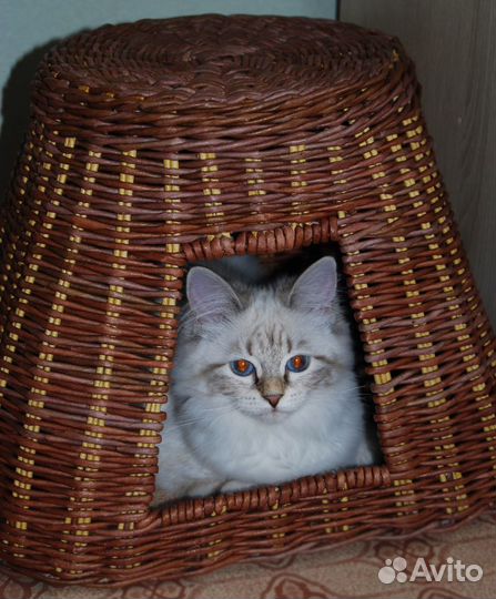 Изготавливаем аксессуары для питомцев