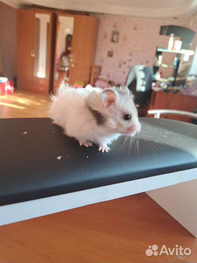 Сирийский хомяк