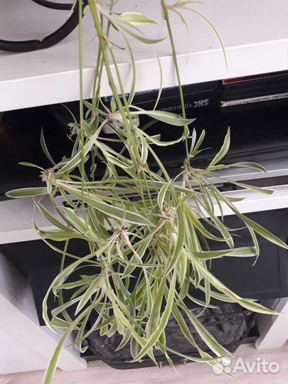 Хлорофитум