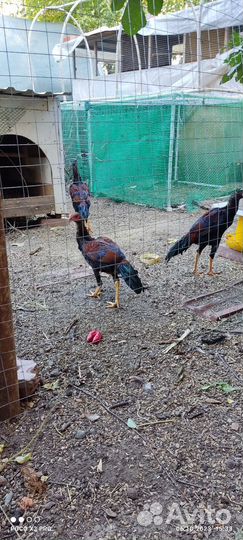 Бойцовые петухи хинт