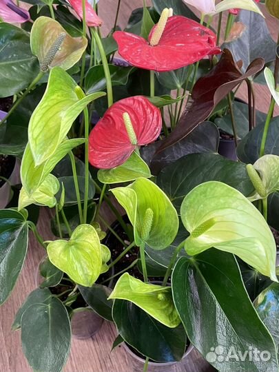 Антуриумы разных сортов