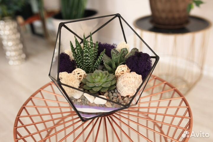 Мужской флорариум