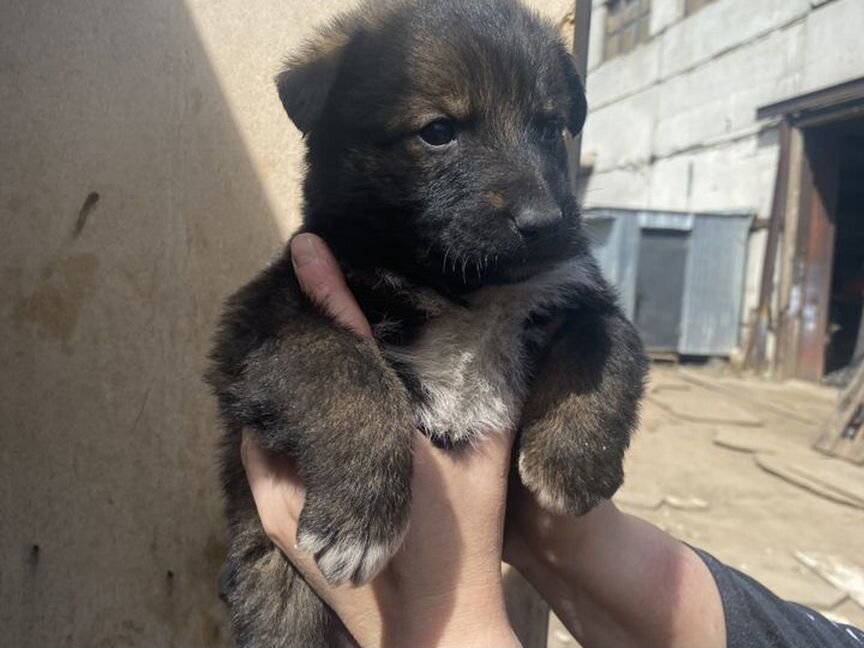 Щенки на промзоне в добрые руки