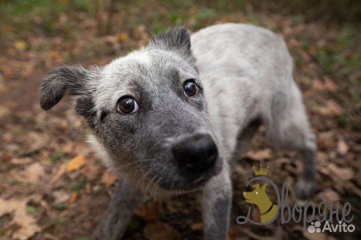 Застенчивый Вовка в самые добрые руки