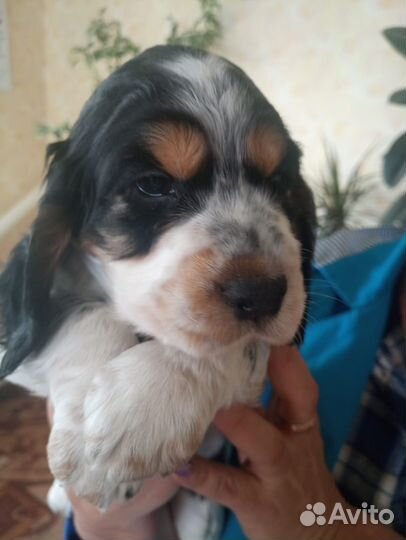 Щенки кокер спаниеля