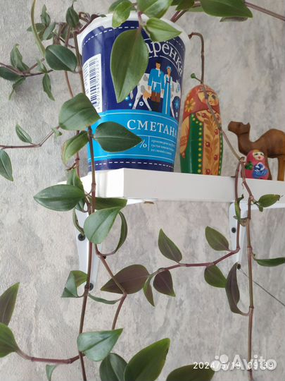 Цветы комнатные